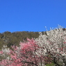 青空に向かい