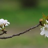 写真歌：山桜追憶３