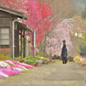 曇り桜-7