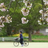 写真句：山桜追憶４