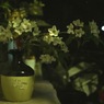 写真句：山桜追憶５