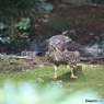 ふかふか