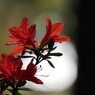 春の花を
