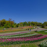 花の川