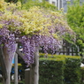 亀戸天神藤棚その１０