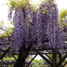 亀戸天神藤棚その１４