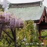 亀戸天神藤棚その１６