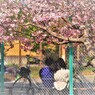 町は、春日和にて候。14