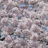 春12(春の花5)