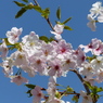 春12(春の花5)