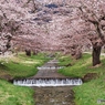 川の桜
