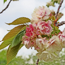 御衣黄桜　赤く色づき始める