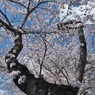 幹から咲いた花