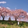 ２本のしだれ桜