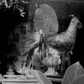 ノミの市／写真、鳥