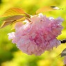 名残の桜も