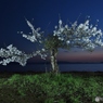 湖畔の桜