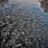 お堀の桜