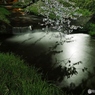 桜の影（観音寺川）
