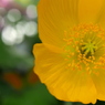 花芯