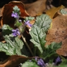 枯れ葉に春の花