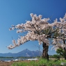 風景と桜