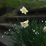 写真句：春の花二題の１：水仙