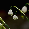 写真句：春の花二題の２：スノーフレーク