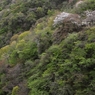 奥多摩湖の桜　１