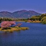 晩春の日野川ダム　小島桜　９