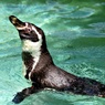 アニマルオリンピック水泳部　特訓中：ペンギン