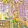 ほら、藤の花が咲いたよ・・・今年も