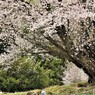 針山の一本桜