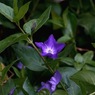 写真エッセイ：青い星