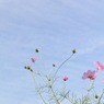小さい秋み～～つけた