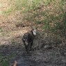 呼びました？