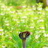 マドモワゼル