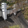 奥多摩湖の桜　３