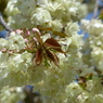 春16(春の花7)