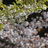 奥多摩湖の桜　４