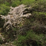 奥多摩湖の桜　５