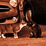 kiss