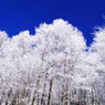 氷りついた森