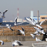 「蒼空」かもめの舞