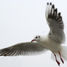 WING
