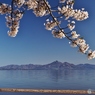 磐梯山と桜　２