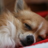 まろんです(･ω･)b36