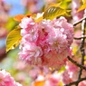 花手毬