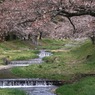 写真エッセイ：観音寺川花堤１