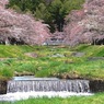 写真句：観音寺川桜堤３